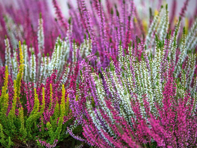 Heath (Avoid Pruning)