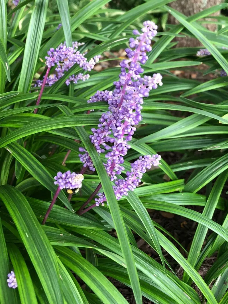 Liriope