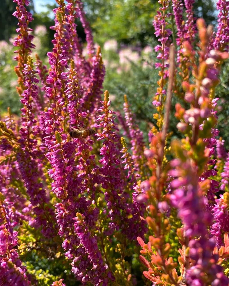 Heather (Calluna Vulgaris)
