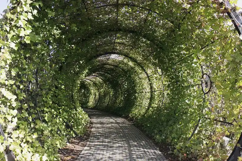 Hedge Tunnel