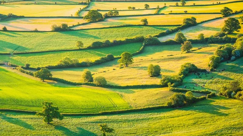 Hedgerows
