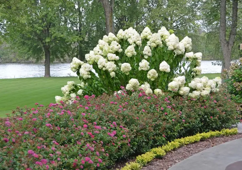 Hedges and Shrubs