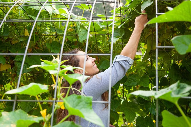 Heirloom Plants