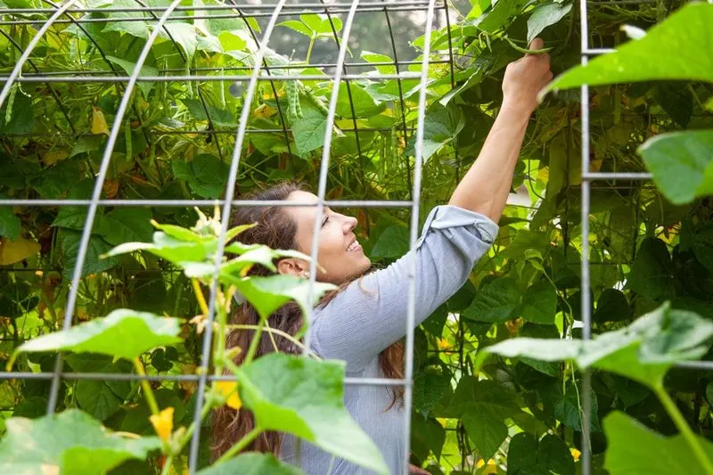 Heirloom Plants