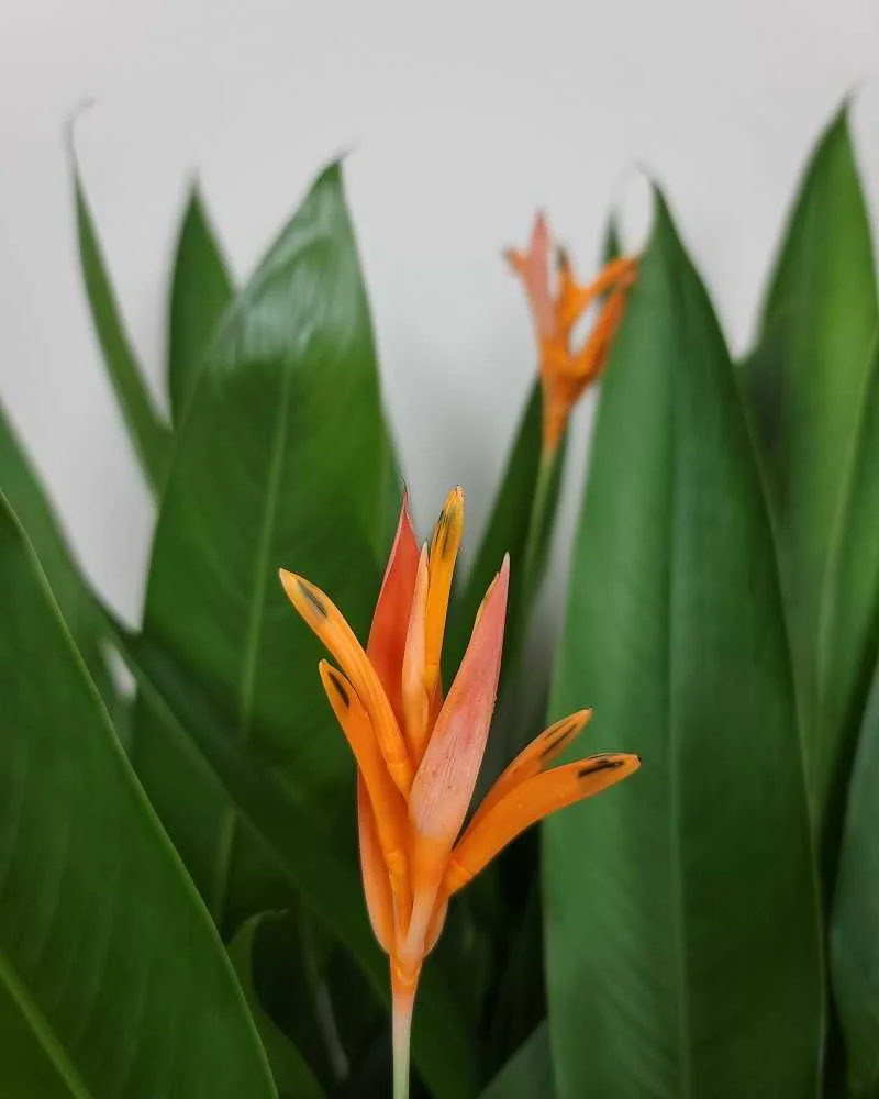 Heliconia