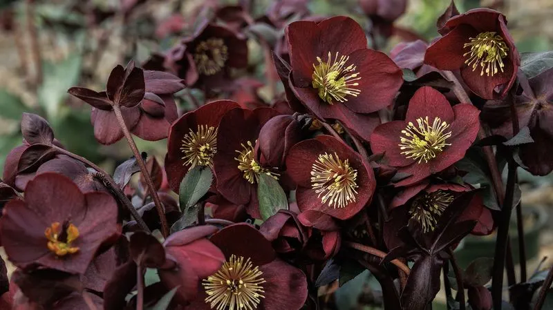 Hellebore