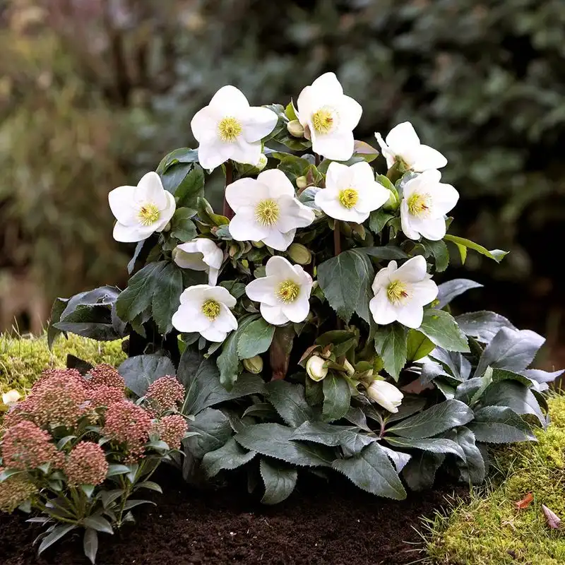 Hellebore