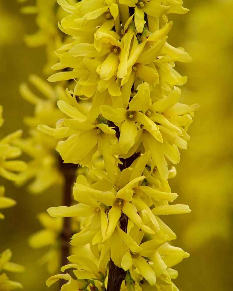 Forsythia