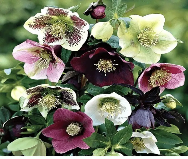 Hellebores
