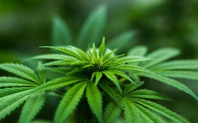 Hemp (Cannabis sativa)