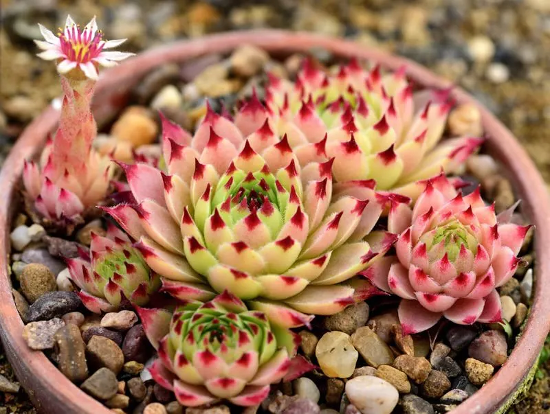 Hens and Chicks