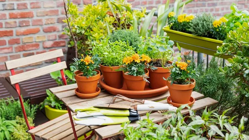 Herb Haven