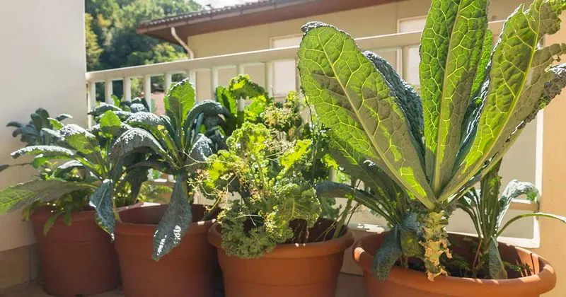 Kale