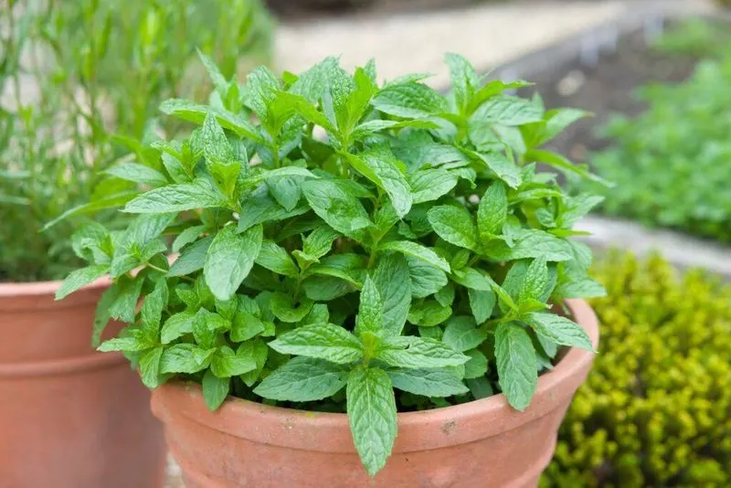 Herbs Galore