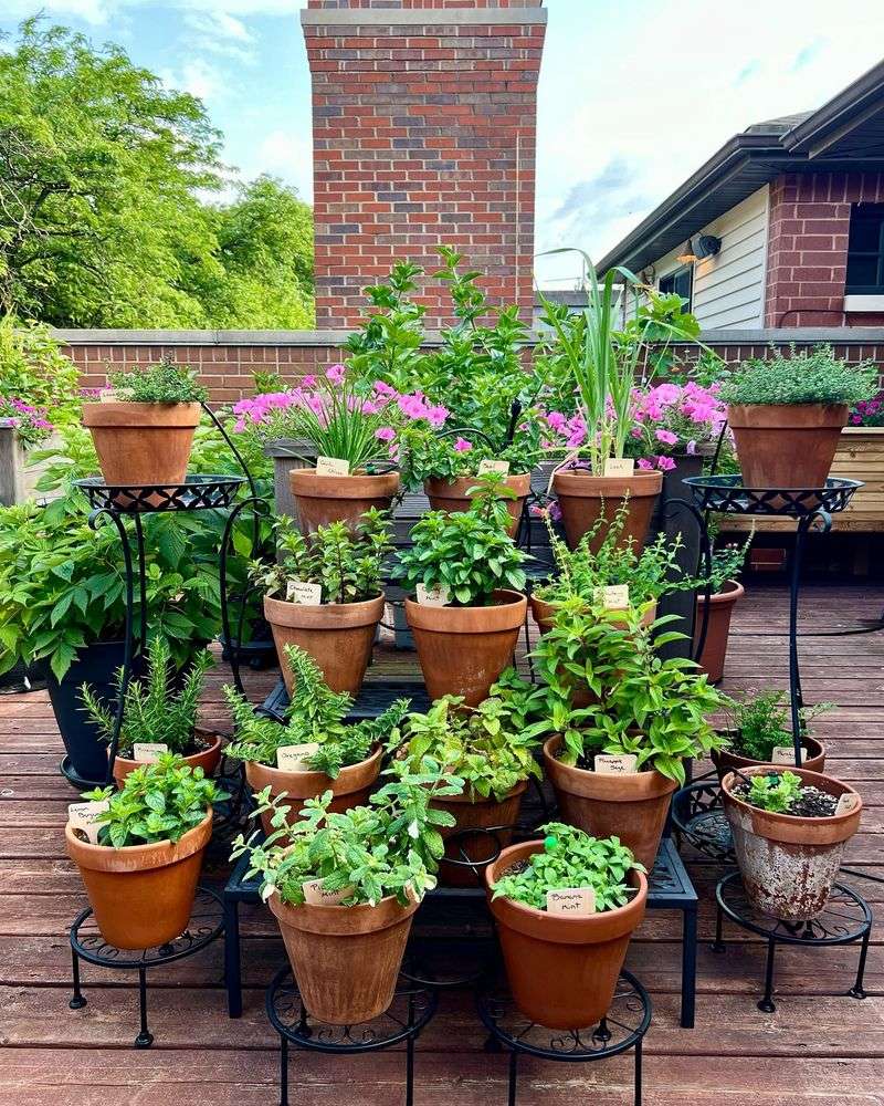 Herbs (General)