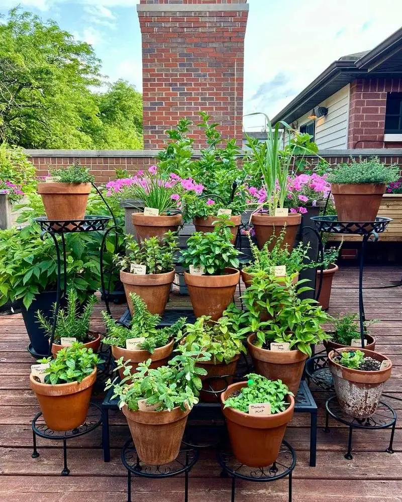 Herbs (General)