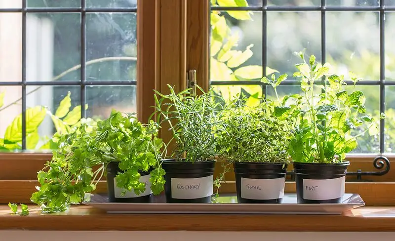 Herbs in the Dining Room