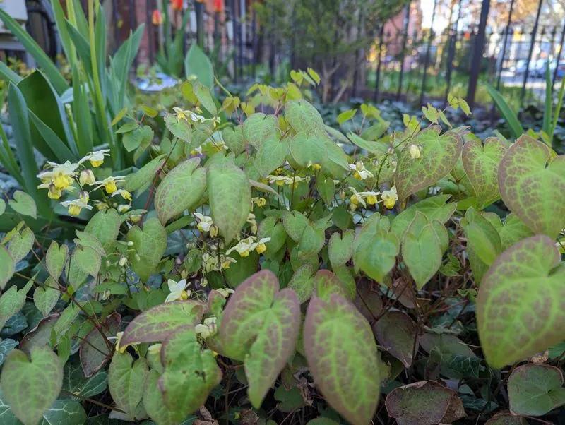 Epimedium