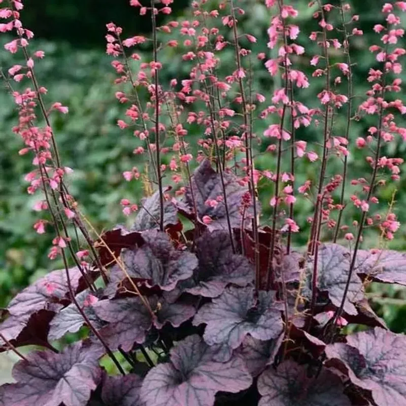 Heuchera