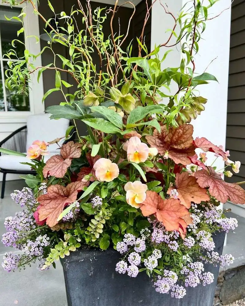 Heuchera