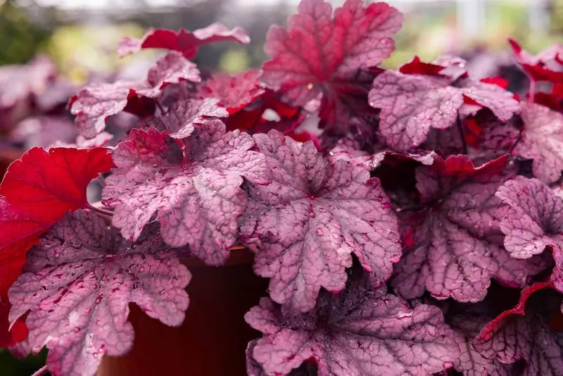 Heuchera (Coral Bells)