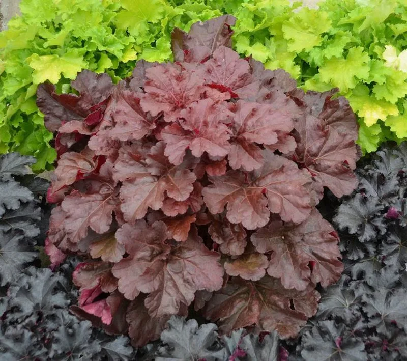 Heuchera (Heuchera spp.)