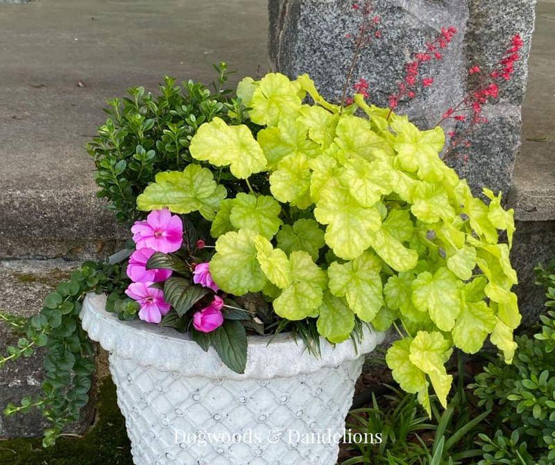 Heuchera and Astilbe