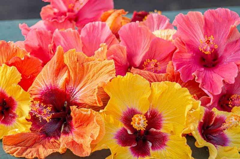 Hibiscus