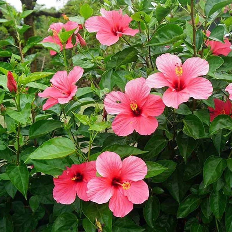 Hibiscus