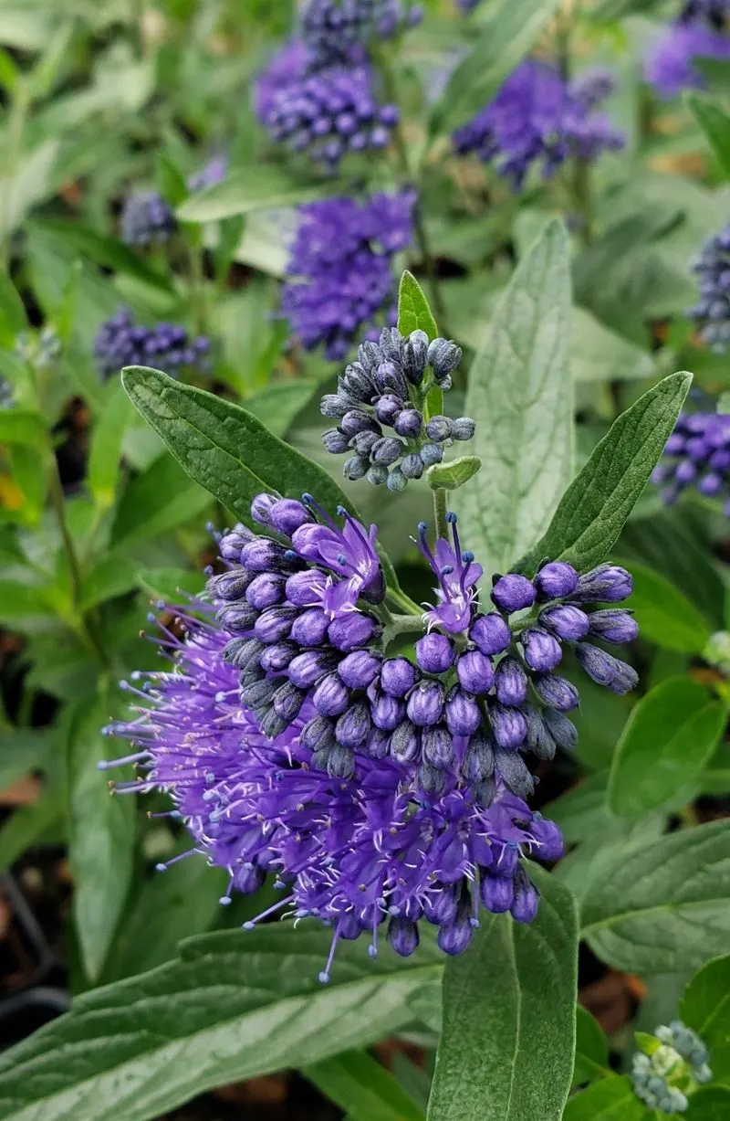 Bluebeard