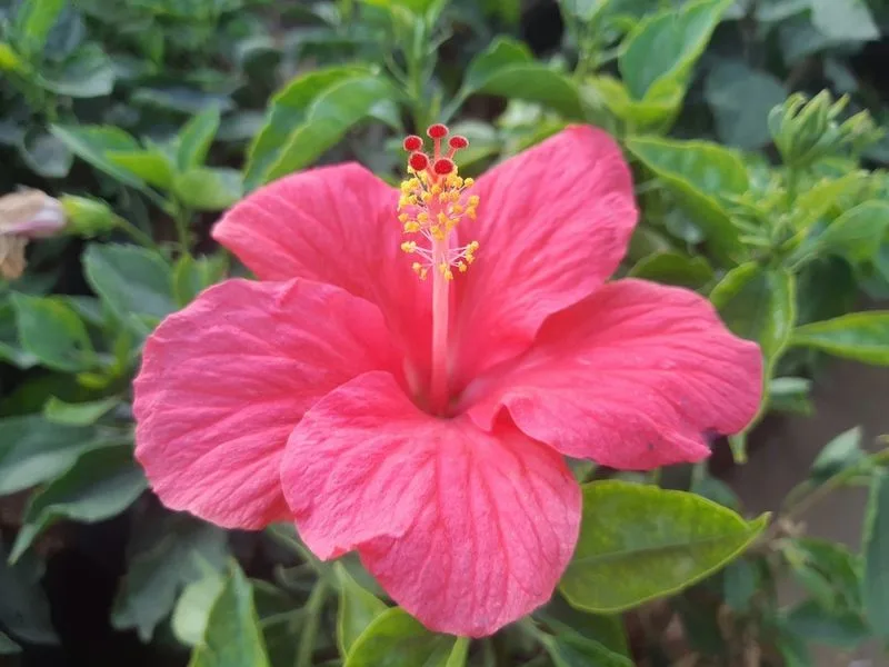 Hibiscus