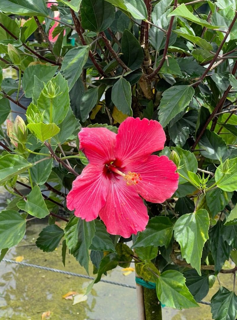 Hibiscus