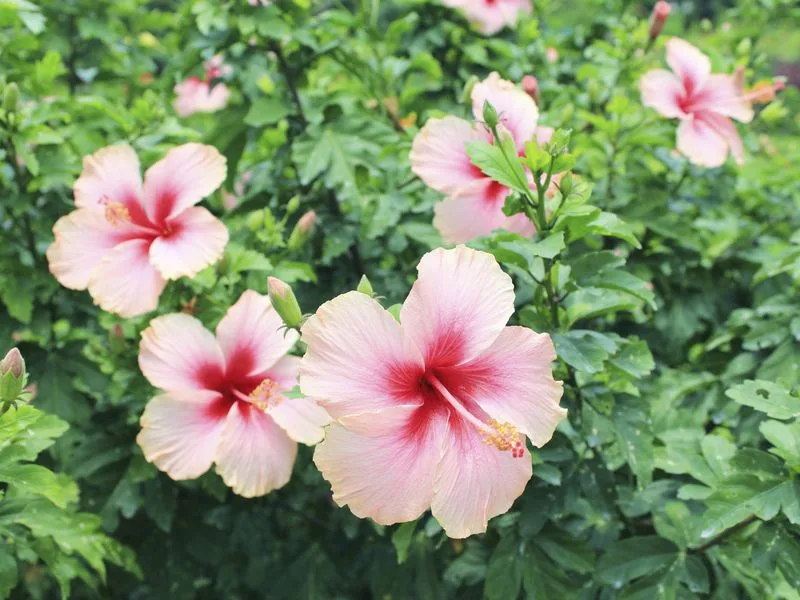 Hibiscus