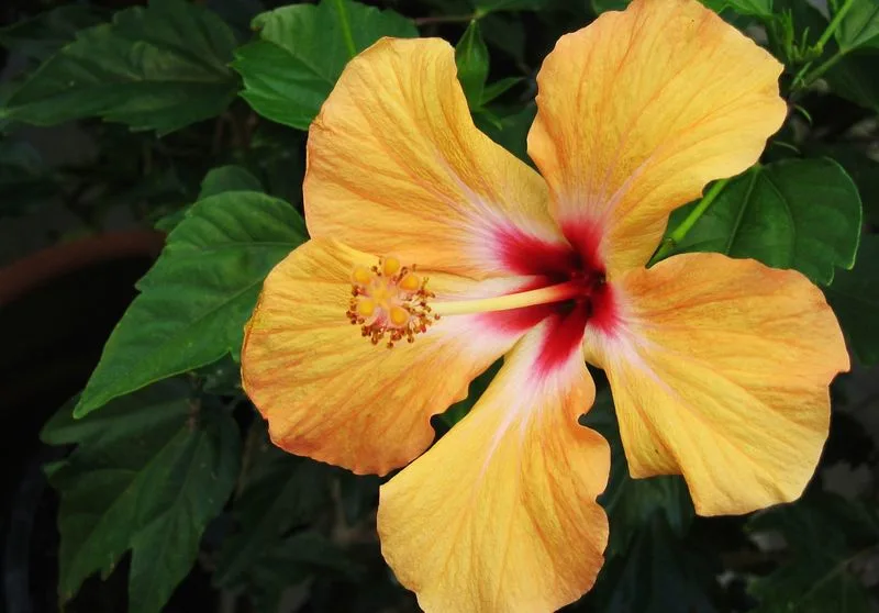 Hibiscus