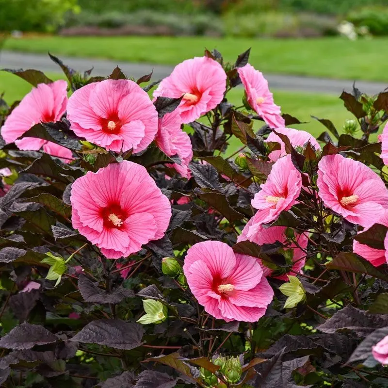 Hibiscus