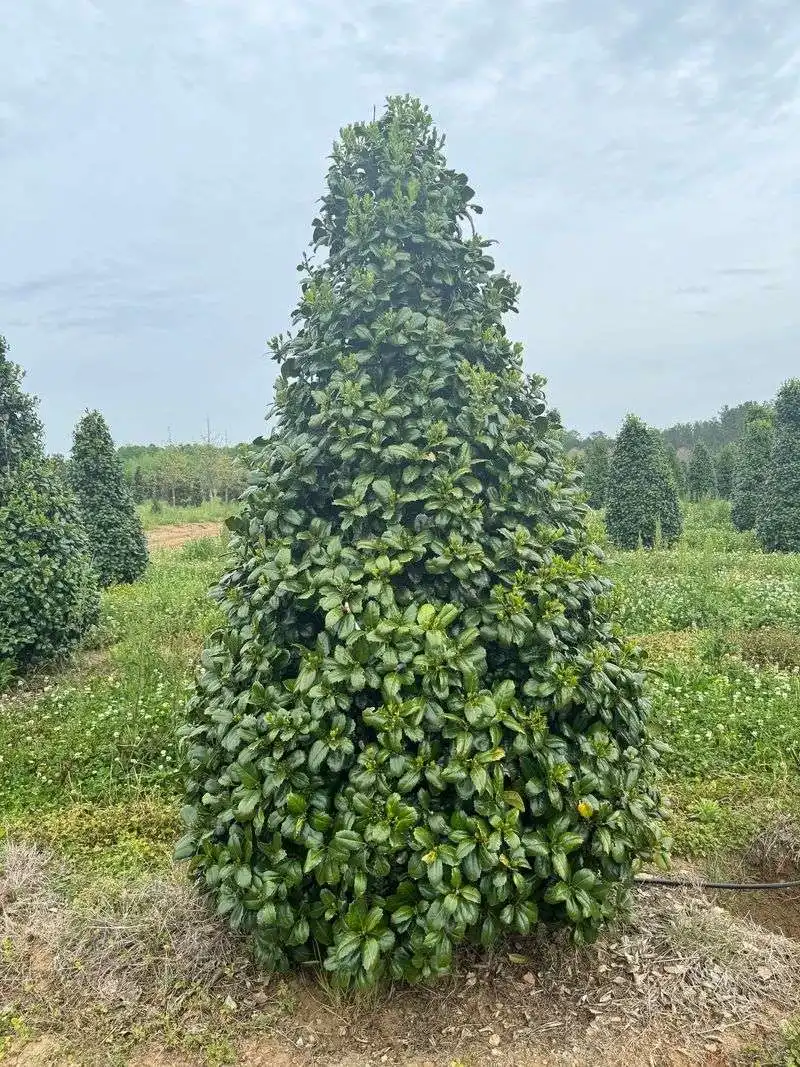 Evergreen Holly Ilex