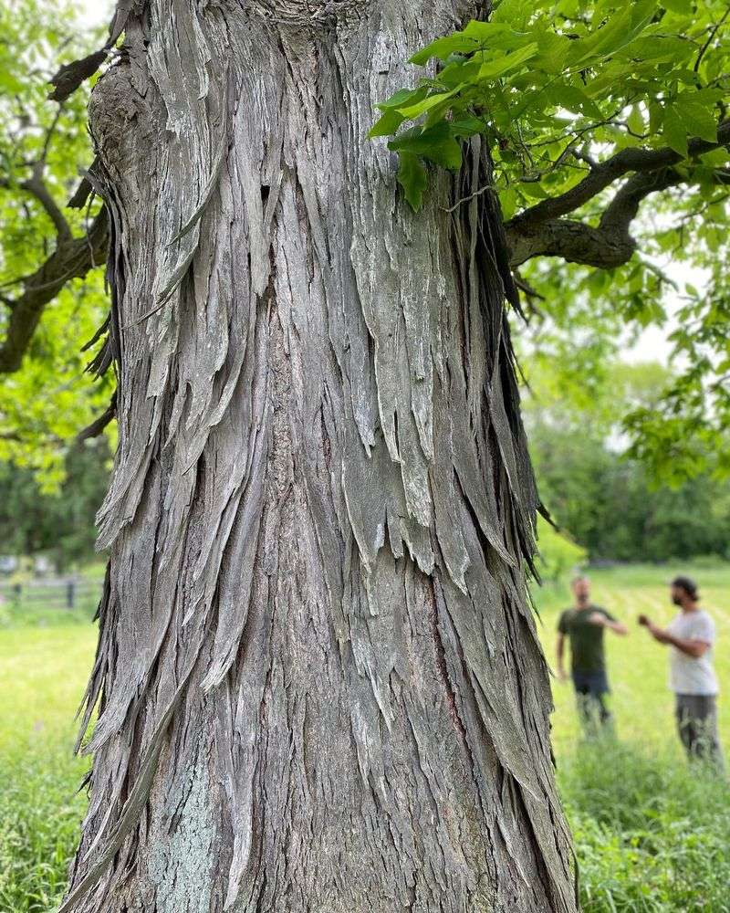 Hickory Tree