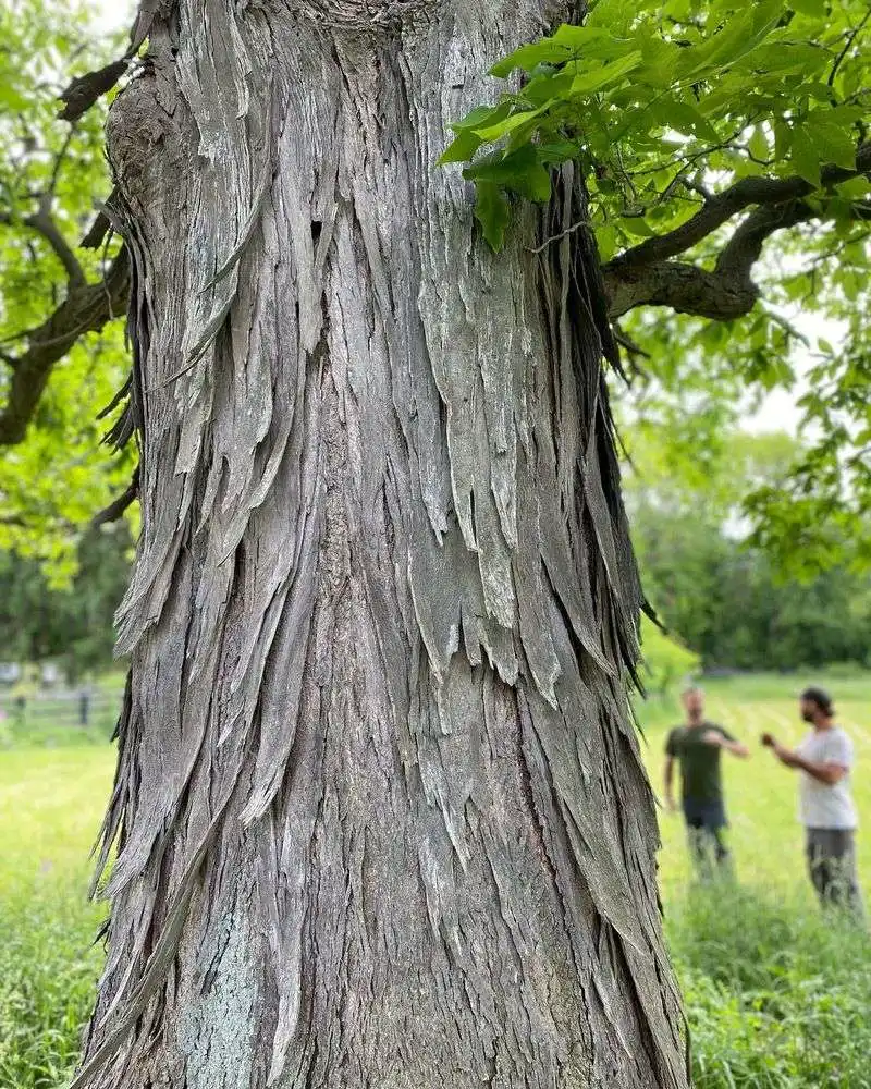 Hickory Tree