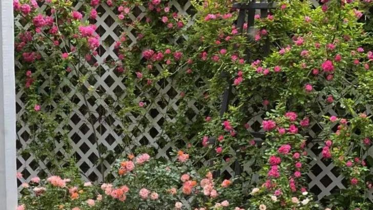 Hidden Downsides of Growing Climbing Roses You Shouldn’t Ignore