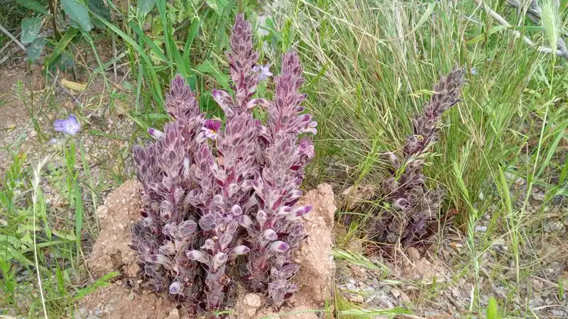 Sunflower Broomrape