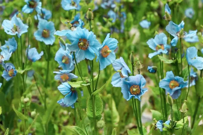 Himalayan Blue Poppy (Meconopsis betonicifolia)
