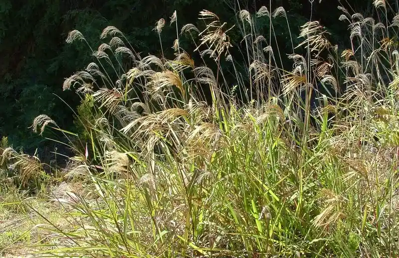 Himalayan Fairy Grass (Miscanthus nepalensis)