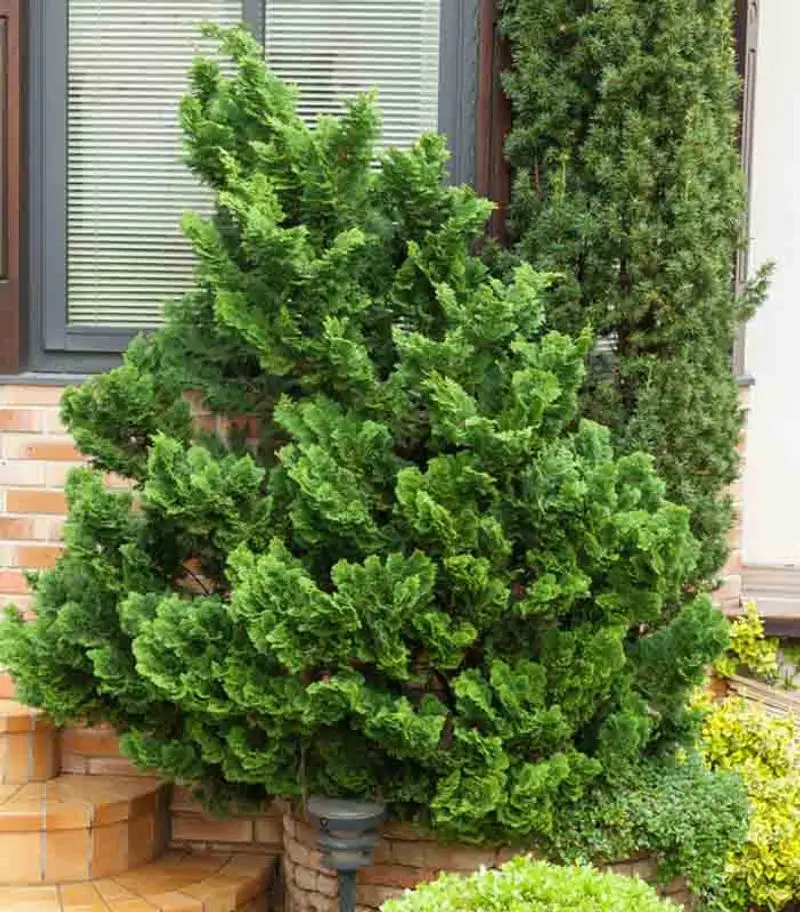 Hinoki Cypress 'Nana Gracilis'