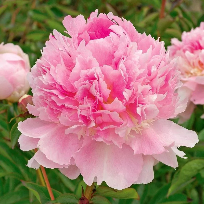Peony Perfume