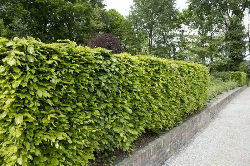 Beech
