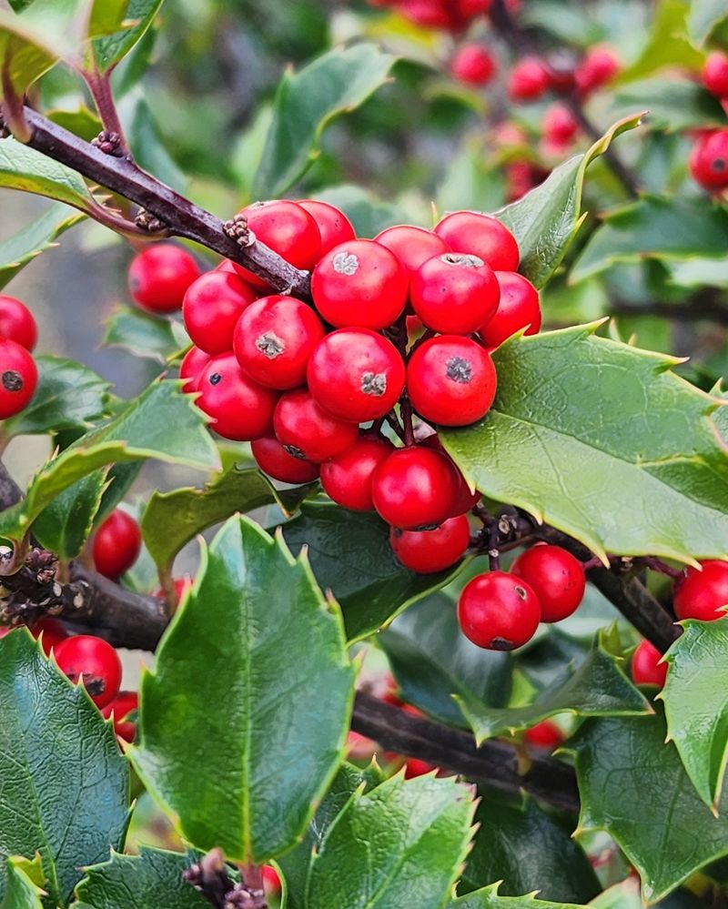 Holly