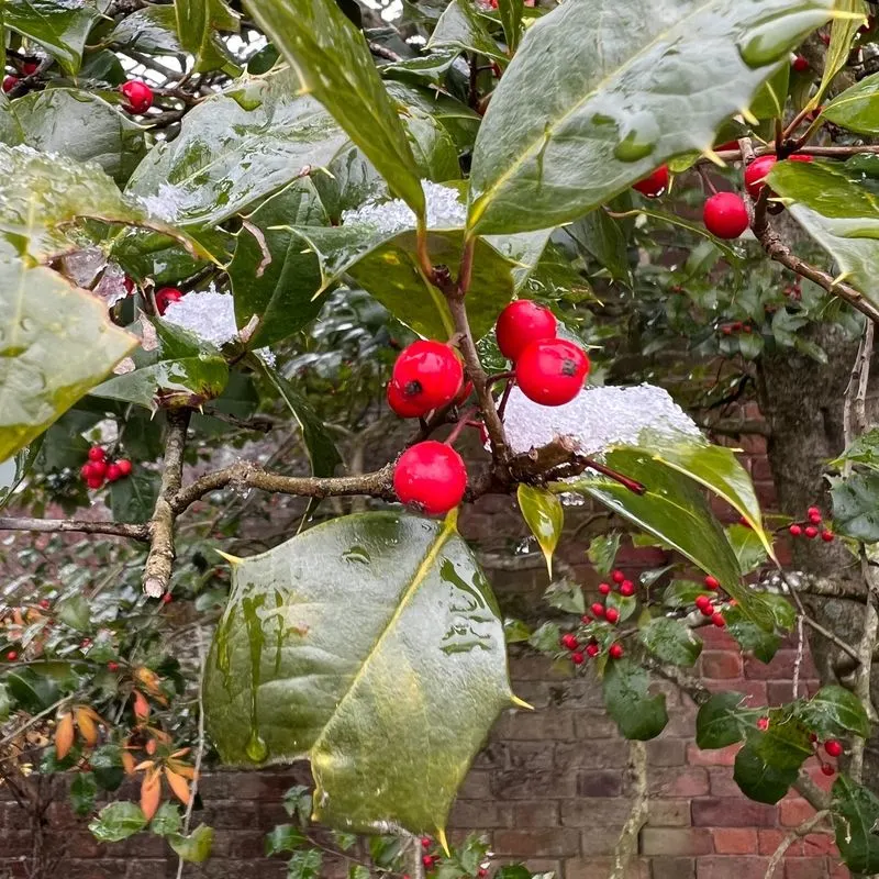 Holly Tree
