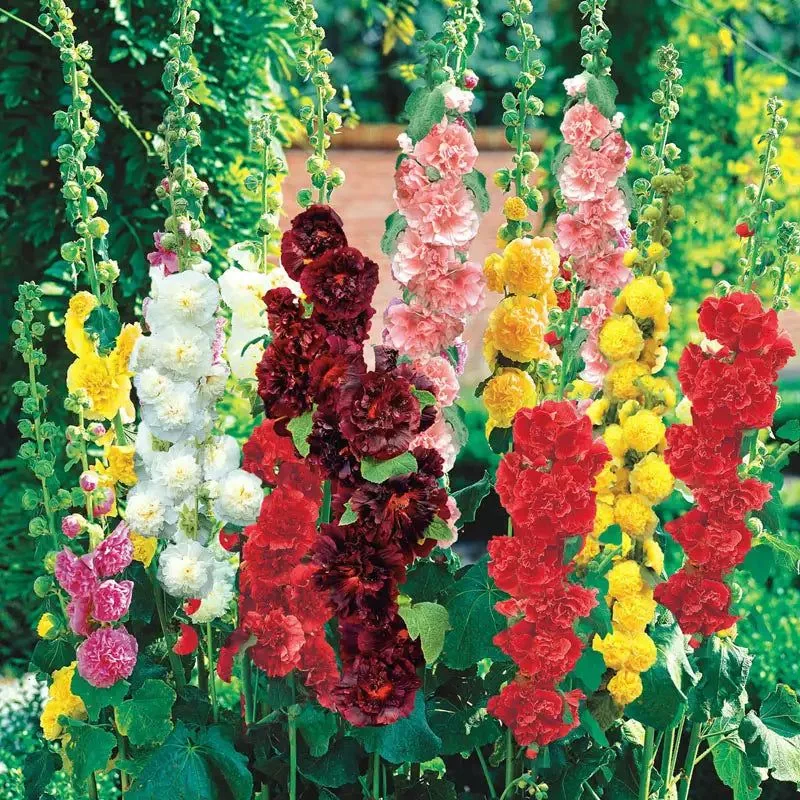 Hollyhock