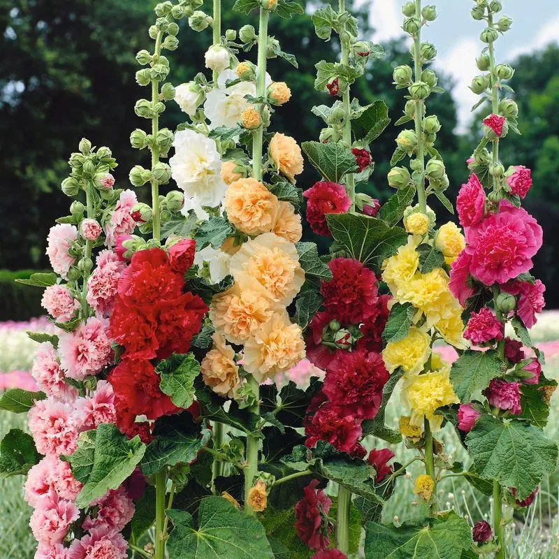 Hollyhock