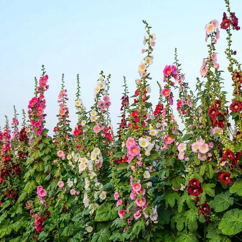 Hollyhock